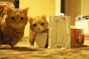 娱乐吃瓜茶小猫