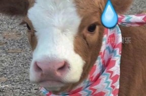 娱乐吃瓜酱抖音美颜